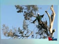 Tree Removal Services - Tips and Reasons Why the Investment is Worth It
